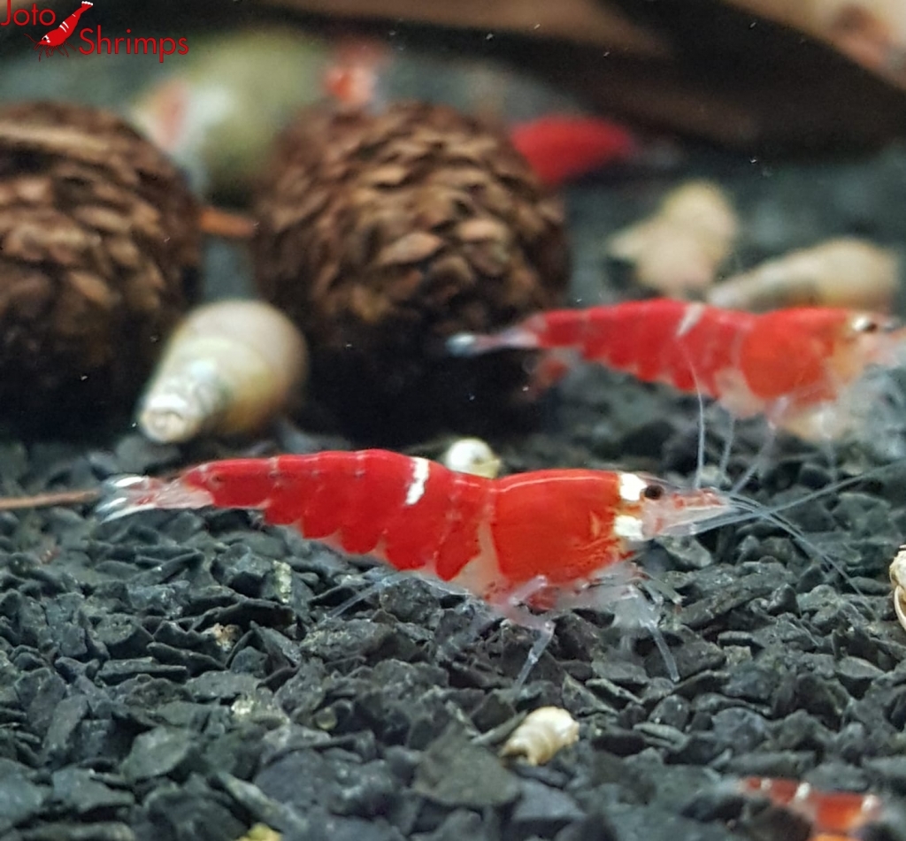 Super Crystal Red